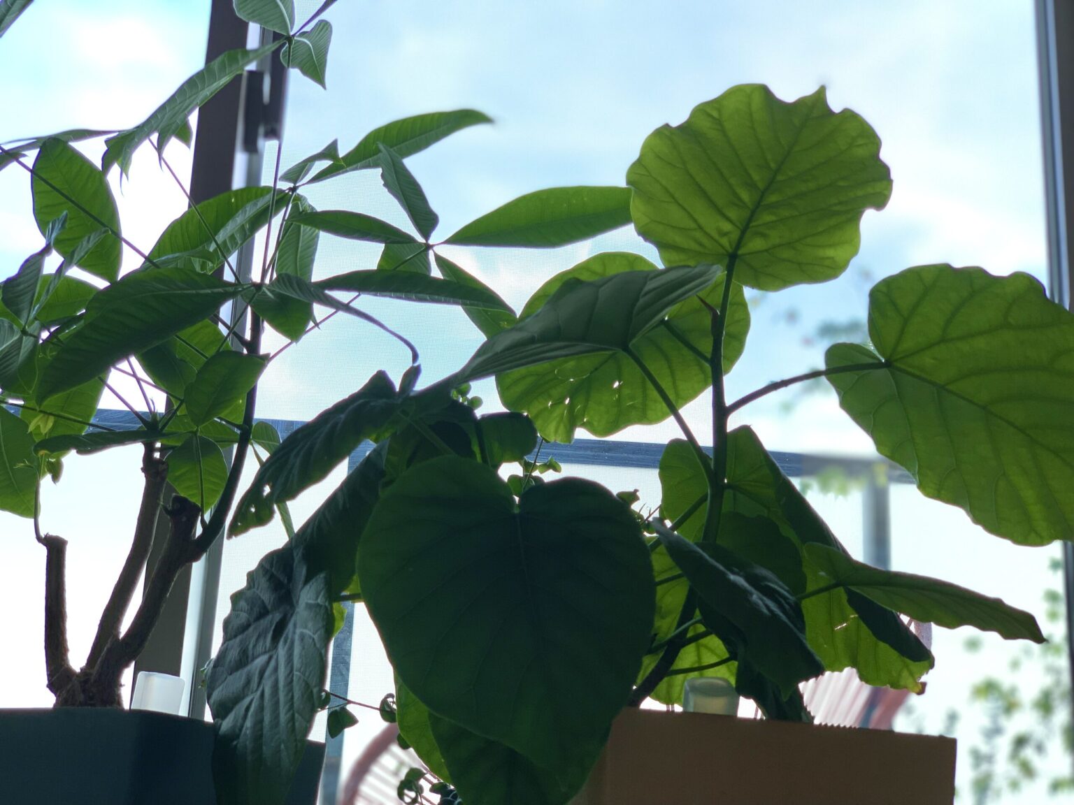 plant